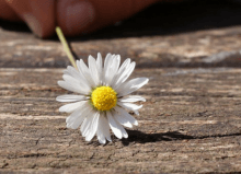 someone holding a daisy on the ground