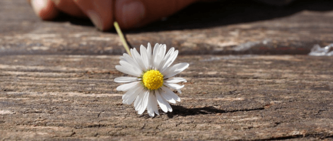 someone holding a daisy on the ground