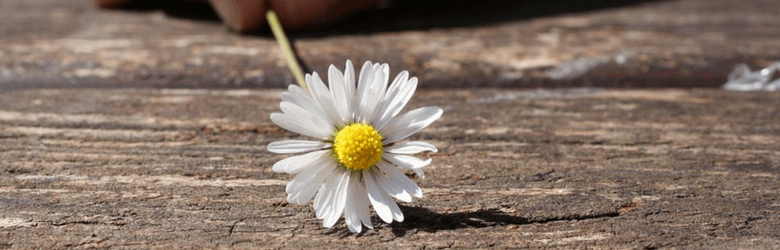 someone holding a daisy on the ground