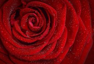 Rose via Pixabay