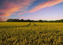 countryside field and orange cloudy sky