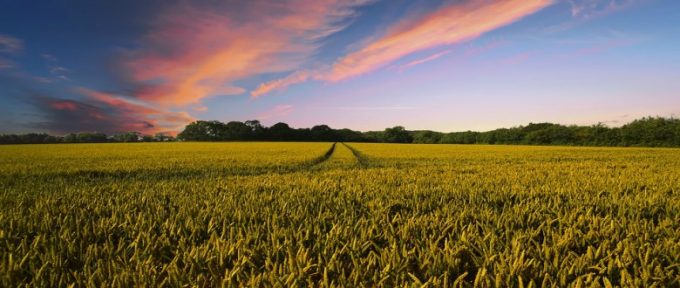 countryside field and orange cloudy sky