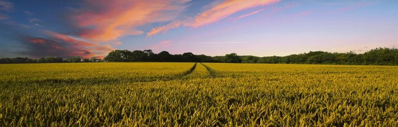 countryside field and orange cloudy sky