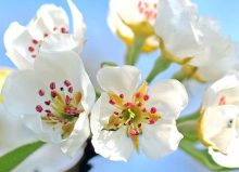 white summer flowers with bright blue sky