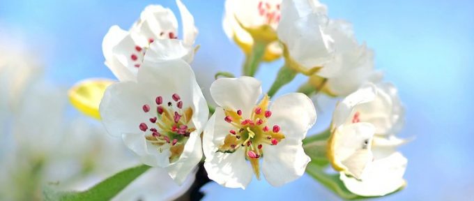 white summer flowers with bright blue sky