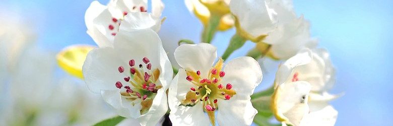 white summer flowers with bright blue sky