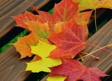 autumn leaves on a park bench