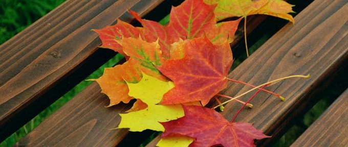 autumn leaves on a park bench