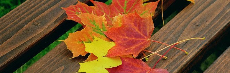 autumn leaves on a park bench