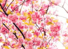 close up of pink blossom tree and yellow petals