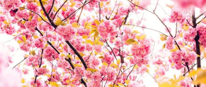 close up of pink blossom tree and yellow petals