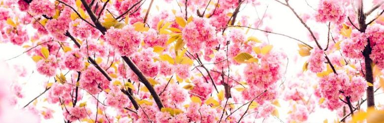 close up of pink blossom tree and yellow petals